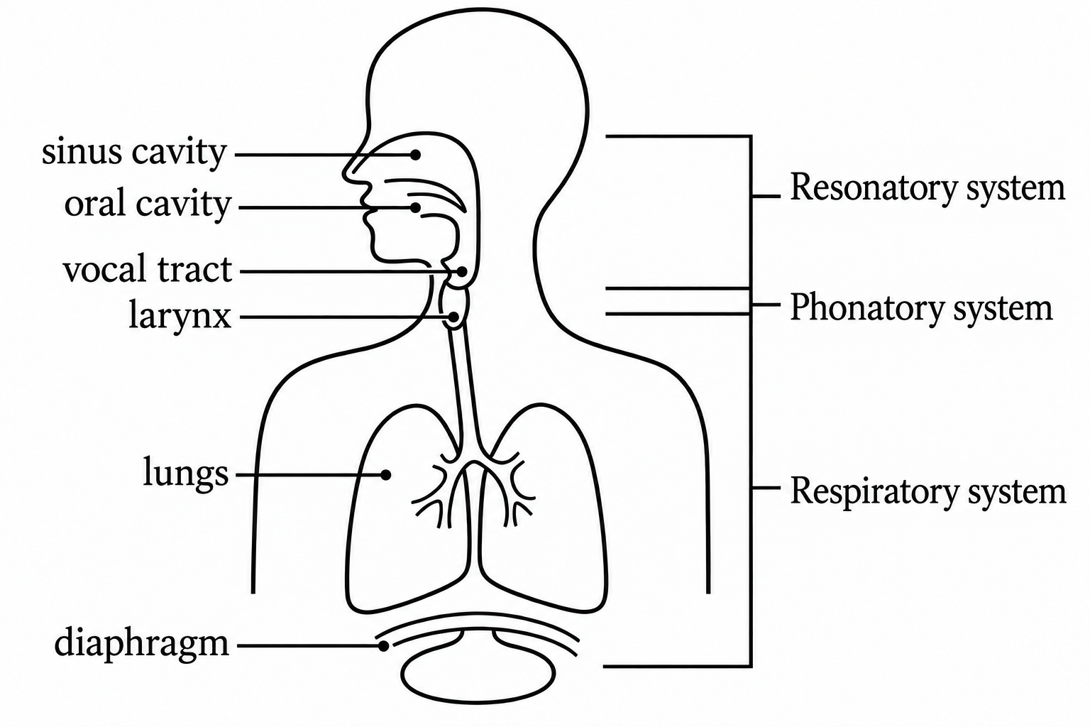 Human Vocal System